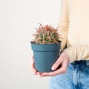 Teufelszungen-Kaktus 'Latispinus'