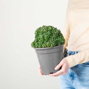 Wolfsmilch 'Cristata'