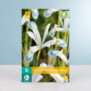 Schwertlilie 'Frozen Planet' - 15 Zwiebeln