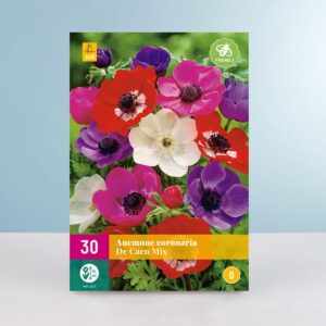 Anemonen 'De Caen Mix' - 50 Zwiebeln