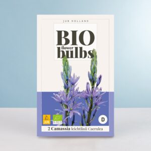 BIO Prärielilie 'Caerulea' - 2 Zwiebeln