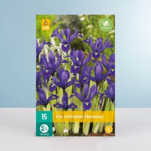 Schwertlilie 'Harmony' - 15 Zwiebeln