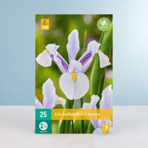 Schwertlilie 'Carmen' - 25 Zwiebeln