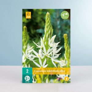 Prärielilie 'Alba' - 5 Zwiebeln