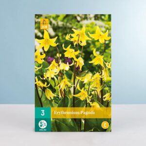 Forellenlilie Gelb - 3 Zwiebeln