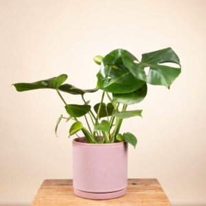 Keramik Übertopf Portugal Rosa - 19 cm