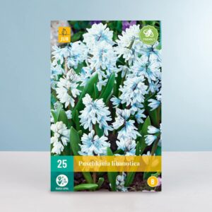 Puschkinie - 25 Zwiebeln