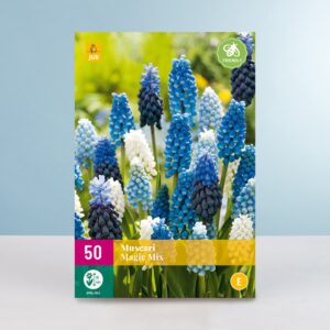 Traubenhyazinthen 'Magic' - 50 Zwiebeln