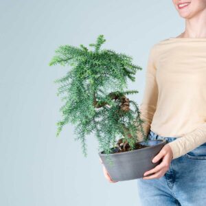 Araucaria Bonsai in Steinoptik-Schale Anthrazit