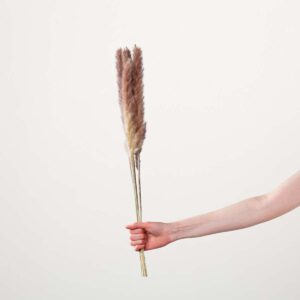 Trockenblumenbund Schilf Rosé