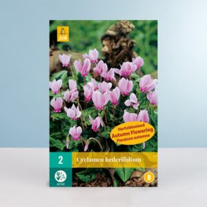 Alpenveilchen 'Hederifolium' - 2 Zwiebeln