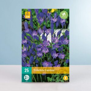 Triteleia laxa 'Corinna' - 25 Zwiebeln