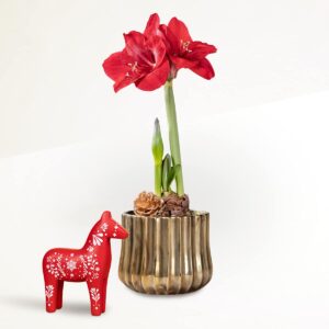 Goldschimmer mit Dekopferd Rot