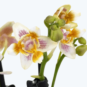 Pelorische Duftorchidee Table Dance Martina mit gelben Blüten und 2 Rispen