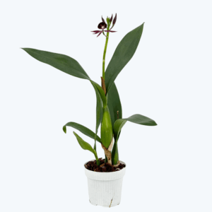 Epicattleya Black Comet mit dunkler Blüte und 1 Rispe