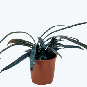 Microsorum thailandicum Metallfarn mit metallisch blauen Blättern im 9cm Topf