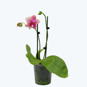 Duftorchidee Liodoro mit gelb-rosanen Blüten und 2 Rispen im 12cm Topf