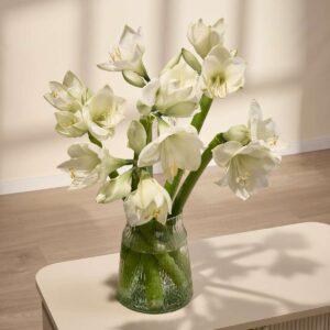 Weiße Amaryllis - 10 Stiele