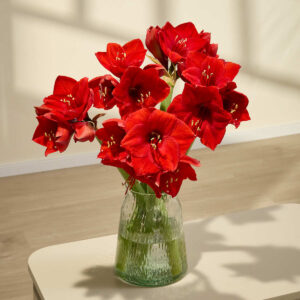 Rote Amaryllis gefüllt - 10 Stiele