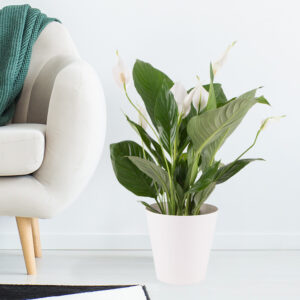 Einblatt + gratis Topf | +/- 60 cm | ø 17 cm | Spathiphyllum