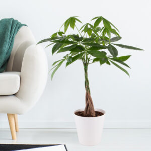 Glückskastanie + gratis Topf |+/- 50-60 cm | ø 17 cm | Pachira aquatica