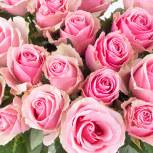 20 Rosa Rosen (40cm)