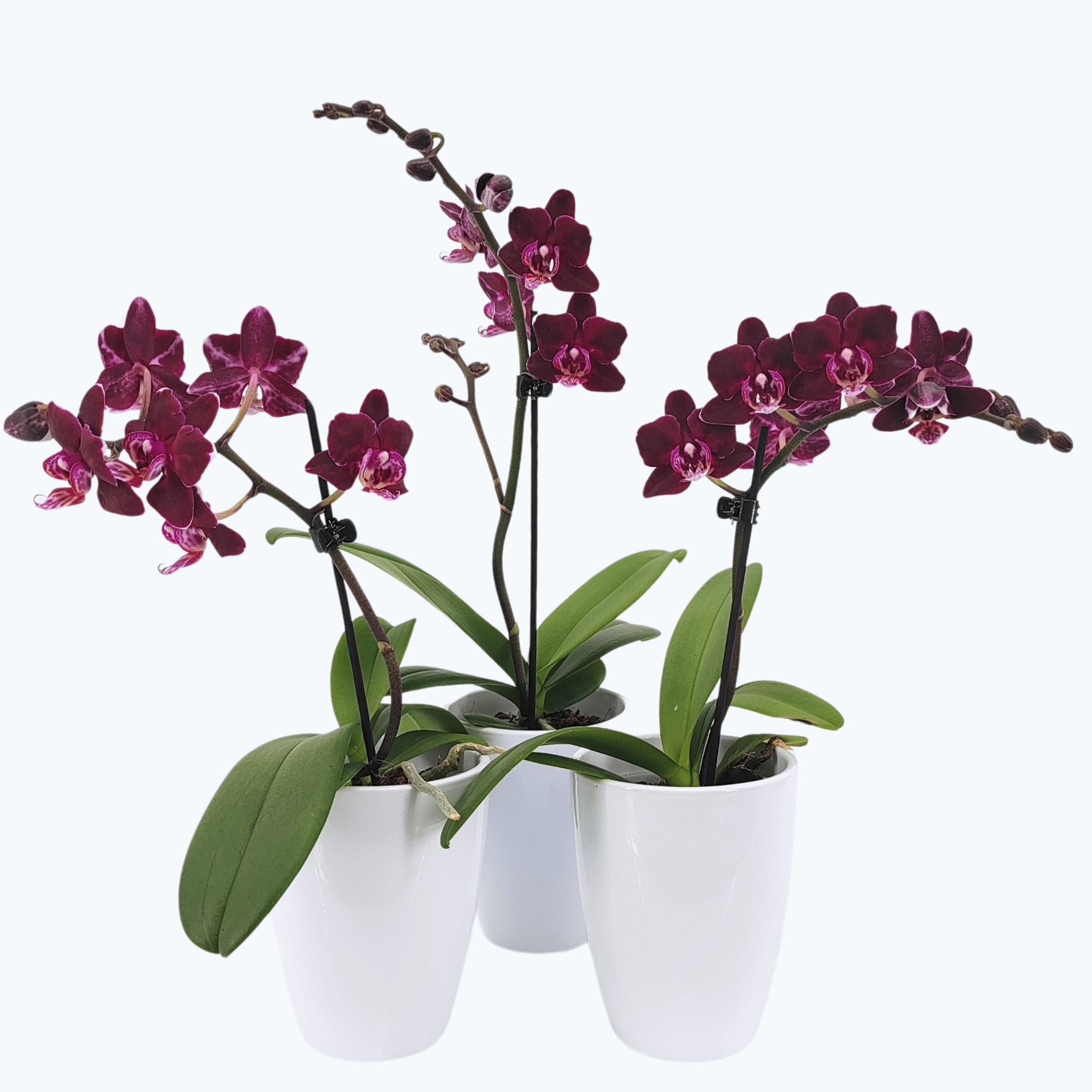 Table Dance Aliyah Black mit bordeauxroten Blüten im 3er Set mit 1 Rispe inkl. Keramik