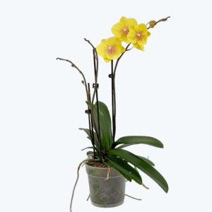 Große Two of Us Manta Palau mit gelben Blüten und 2 Rispen