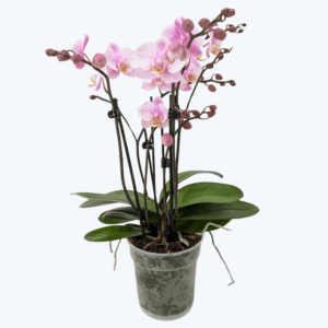 Große Two of Us Roskilde mit zartrosa Blüten und 5+ Rispen