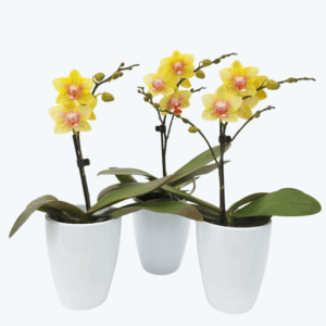 Table Dance Pereira mit gelben Blüten im 3er Set mit 1 Rispe inkl. Keramik