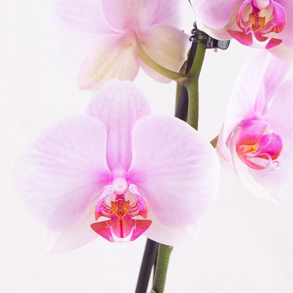 Rosa Orchidee (zwei Rispen) + gratis Topf | +/- 70 cm | ø 12 cm | Phalaenopsis – Bild 2