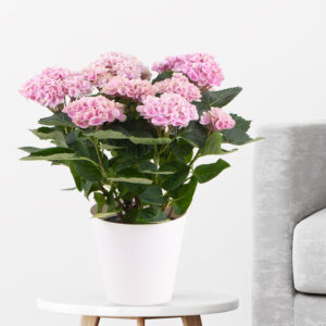 Hortensie Rosa Magical Revolution + gratis Topf | +/- 30 cm | ø 12 cm | Hydrangea