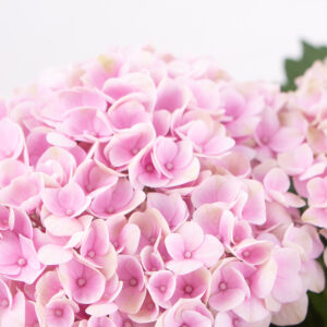 Hortensie Rosa Magical Revolution + gratis Topf | +/- 30 cm | ø 12 cm | Hydrangea