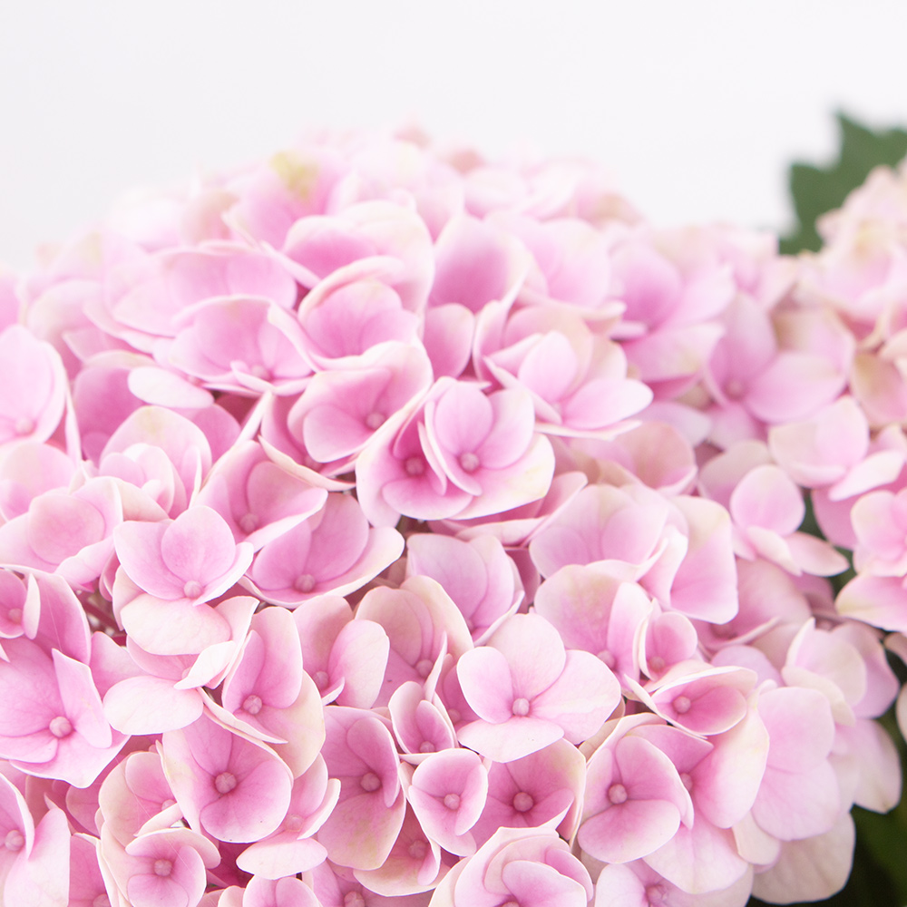 Hortensie Rosa Magical Revolution + gratis Topf | +/- 30 cm | ø 12 cm | Hydrangea – Bild 2