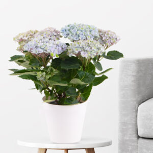 Hortensie Blau Magical Revolution + gratis Topf | +/- 30 cm | ø 12 cm | Hydrangea