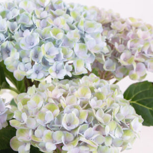 Hortensie Blau Magical Revolution + gratis Topf | +/- 30 cm | ø 12 cm | Hydrangea