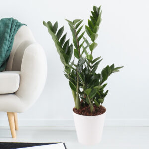 Glücksfeder + gratis Topf | +/- 70 cm | ø 17 cm | Zamioculcas