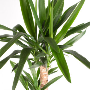 Yucca-Palme XL (2-stämmig) | +/- 100 cm | ø 21 cm | Palmlilie