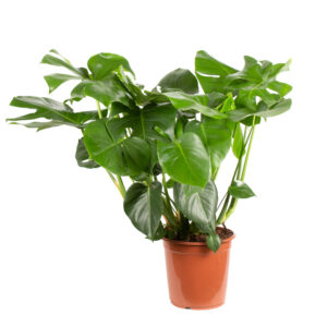 Monstera deliciosa XL | +/- 85 cm | ø 21 cm | Fensterblatt