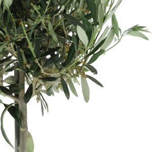 Olivenbaum + Topf | +/- 100 cm | ø 21 cm | Olea Europaea