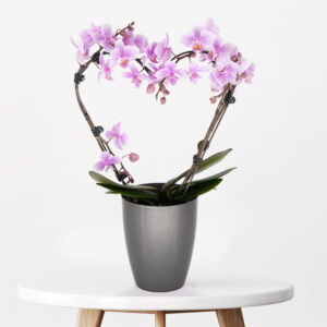 Rosa Orchideenbogen in Herzform + gratis Topf | +/- 40 cm | ø 12 cm | Phalaenopsis