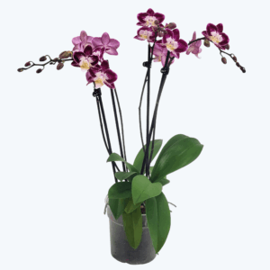 Große Two of Us Nicole Unique mit lila-weißen Blüten und 4 Rispen