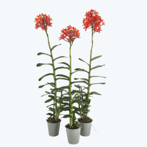 Epidendrum Nordic Fire Dauerblüher XL mit orangen-roten Blüten im 3er Set