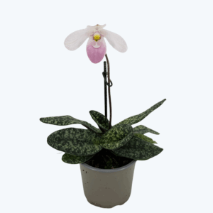 Frauenschuh Paphiopedilum delenatii Duftorchidee mit rosa-weißer Blüte und 1 Rispe