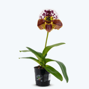 Frauenschuh Paphiopedilum Amerikanische Hybride mit getupfter Blüte und 1 Rispe