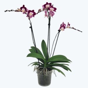 Große Two of Us Nicole Unique mit lila-weißen Blüten und 3 Rispen