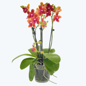 Große Two of Us Duftorchidee Bolgheri mit orangen Blüten und 3 Rispen