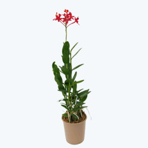 Epidendrum Nordic Fire Dauerblüher mit roten Blüten und 1 Rispe