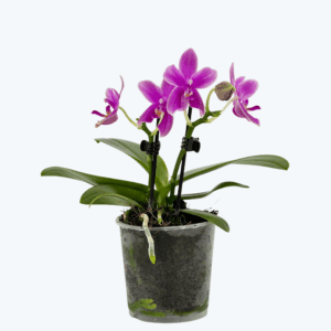 Bonsai Duftorchidee botanic Love Potion mit lila Blüten und 2 Rispen