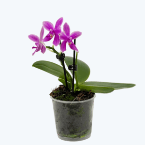 Bonsai Duftorchidee botanic Love Potion mit lila Blüten und 1 Rispe